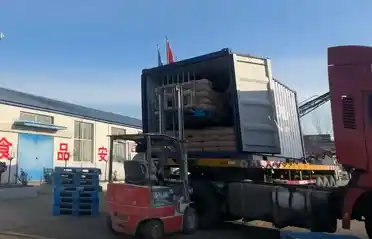 Qinhuangdao Tongyou Potato Industry verzendt 10 containers met exportzoete aardappelzetmeel naar Zuid-Korea